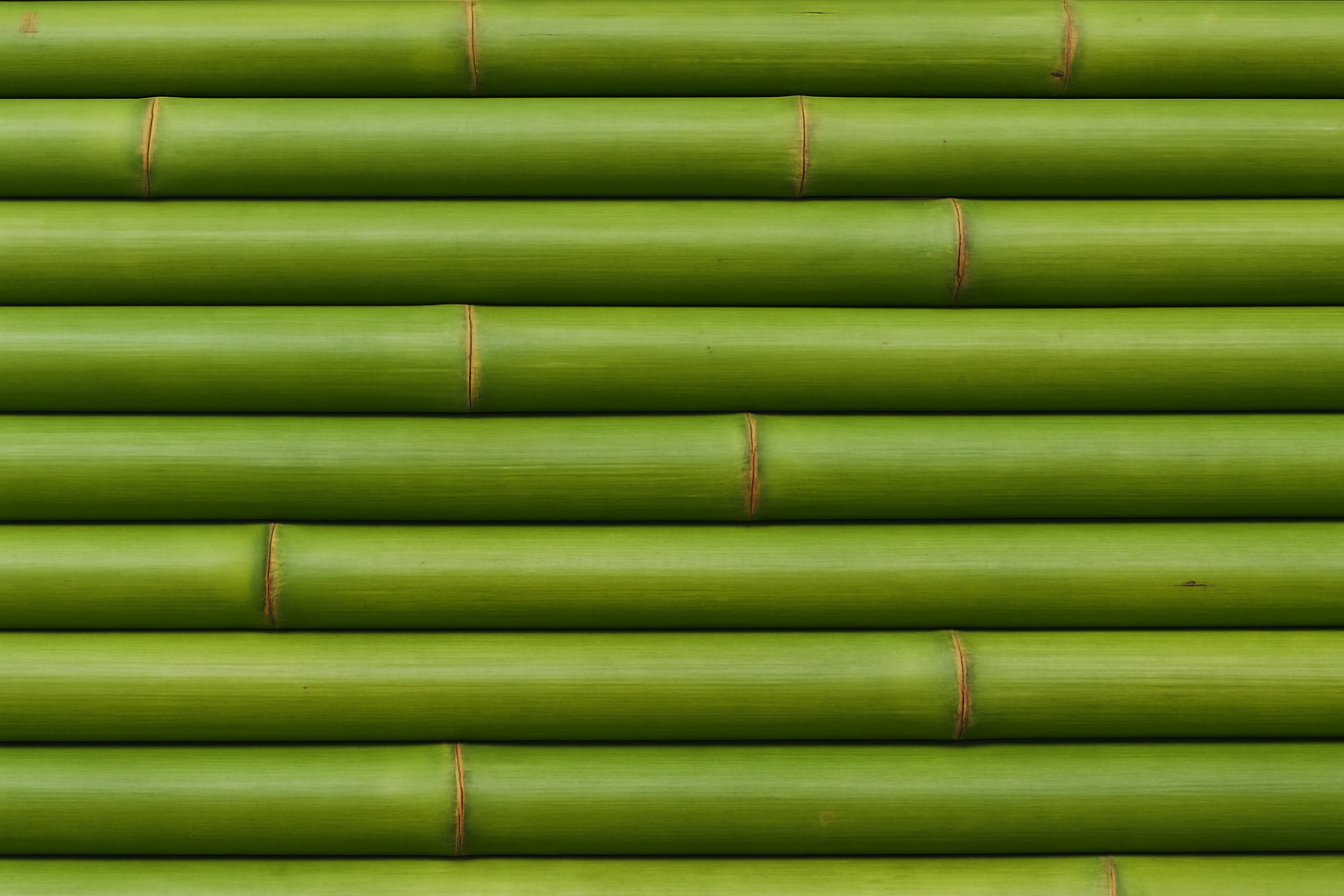 Pattern of green bamboo sticks arranged in a row